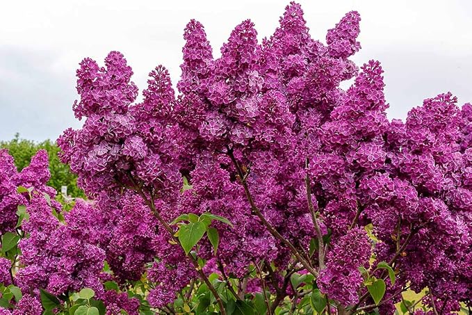 Lilac Tree Lilac Plants Live Ready to Plant 1 to 2 Feet Tall Lilac Shrub Purple Lilac Tree Live Plant