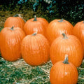 Pumpkin Garden Seeds - Howden Biggie Variety - 1000 (Treated) Seeds - Non-GMO Heirloom Pumpkins - Rich Orange - Extra-Large Jack O'Lantern