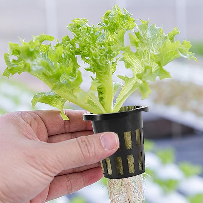 Rockwool Cubes for Hydroponics with Net Pots hydroponics Growing System Including 72 Plugs 50 Net Cups and 20m Self Watering Cotton Wick Cord for Supplies