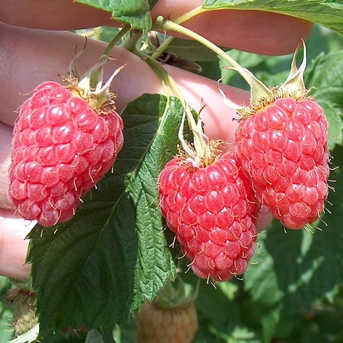 4 Red Thornless Raspberry Plants Live 5-9 Inch Tall Raspberry Fruit Trees for Outdoor Growing Raspberry Seedling