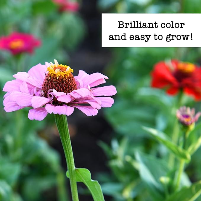Ferry-Morse Zinnias Galore Seed Variety Pack - 13 Pack