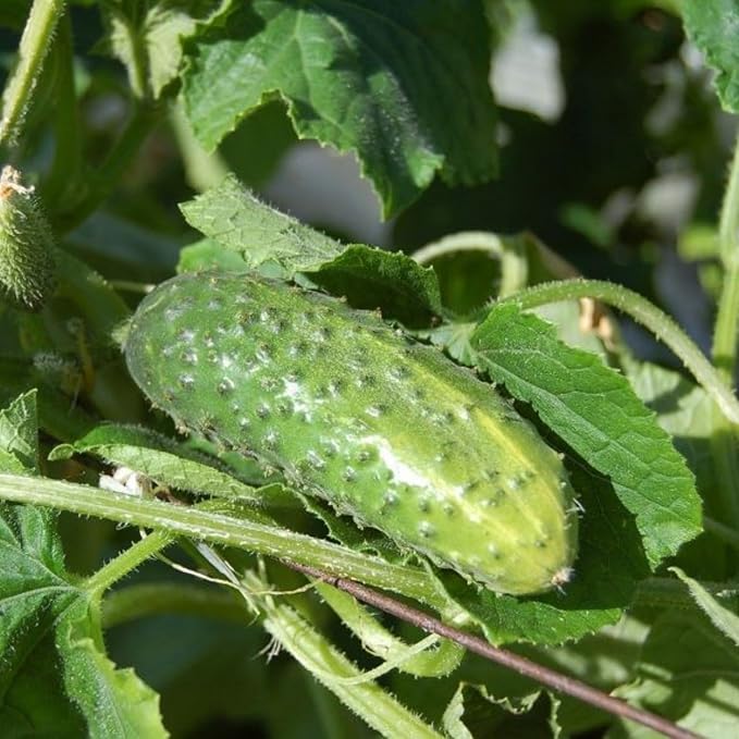 2 Cucumber Plants Live Live Green Cucumber Plants Potted 3 to 5 Inches Tall 4 Inches Pot Vegetable Plants Gardening Planting