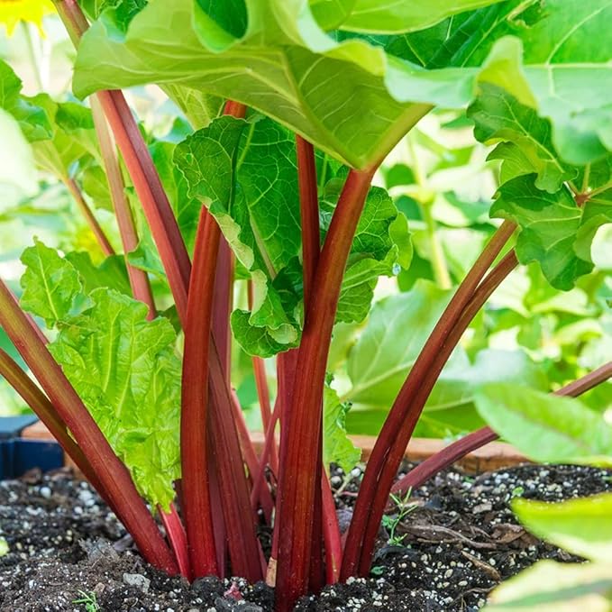 XXL Victoria Rhubarb Crown - Perennial High Yielding Rhubarb Crown Ready to Plant | Perfect for Home Gardeners - Easy to Grow and Low Maintenance (2 Pack)