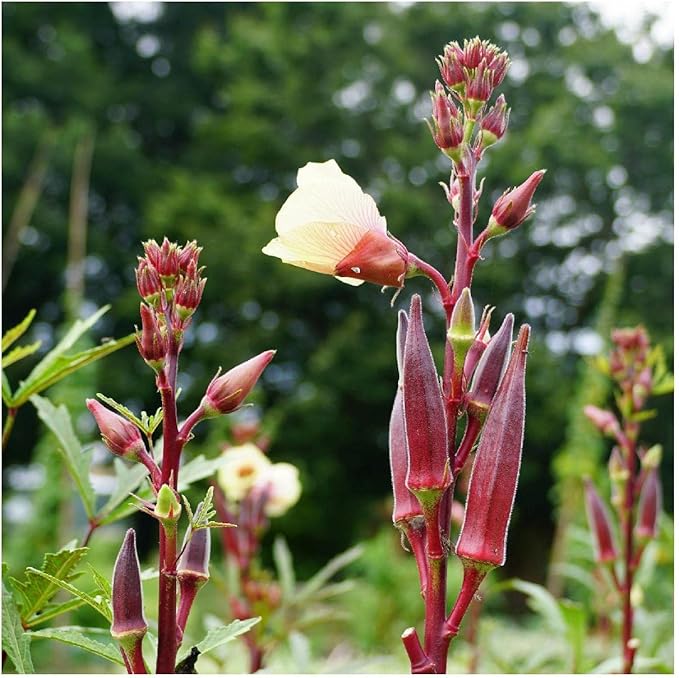 Everwilde Farms - 1 Lb Organic Red Burgundy Okra Seeds - Gold Vault Packet