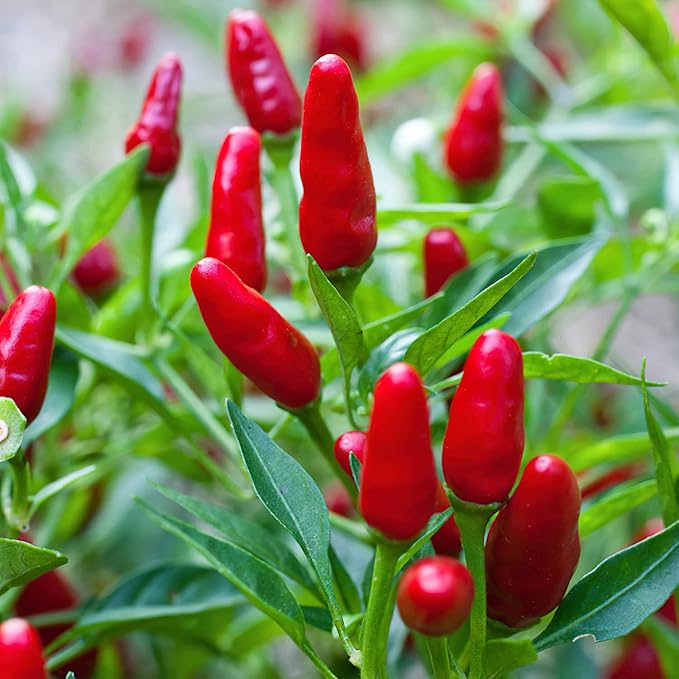 Bonnie Plants Thai Ornamental Hot Pepper 19.3 oz. 4-Pack Live Plants