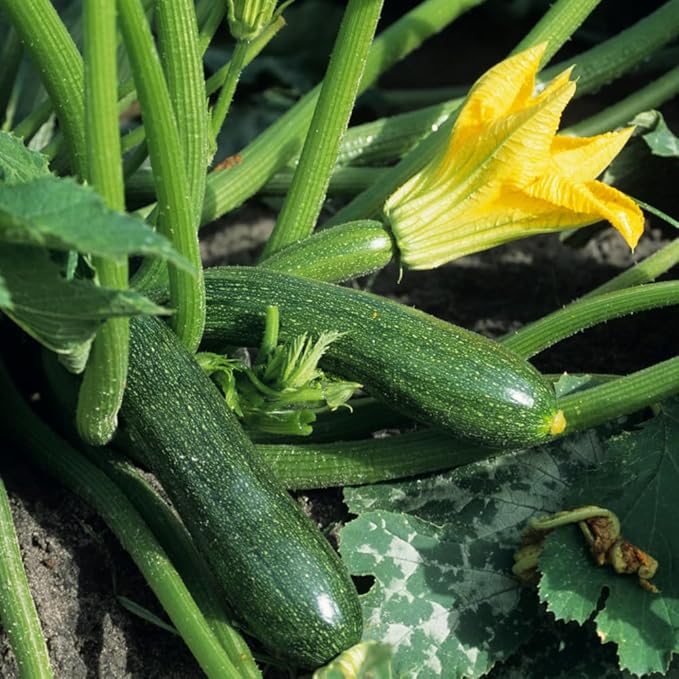 2 Green Zucchini Plants Green Summer Squash in 4 Inch Pots - 4-6 Inch Tall Live Vegetable Garden Plants