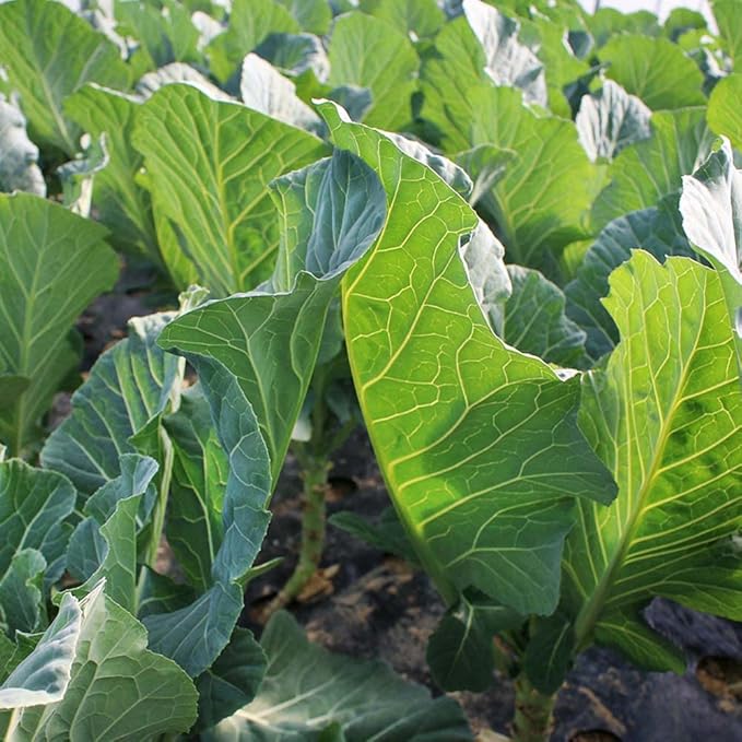 Outsidepride Bayou Kale Seeds - 10 lb. Annual Versatile &amp Cold-Tolerant Cover Crop Seeds for Planting Large Resilient Foliage for Livestock Grazing Erosion Control &amp Easy Growth