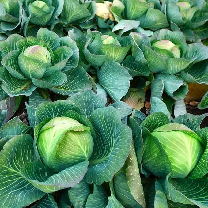Live Cabbage Plants Cabbage Live Plant Pot Vegetable Plant Growing Garden 3 to 5 Inc Tall