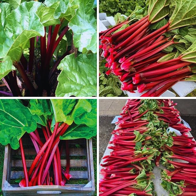 Common Rhubarb Plant Roots Live 5 Large Rhubarb Plants Roots for Planting Vegetable Plant for Gardening Indoor Outdoor
