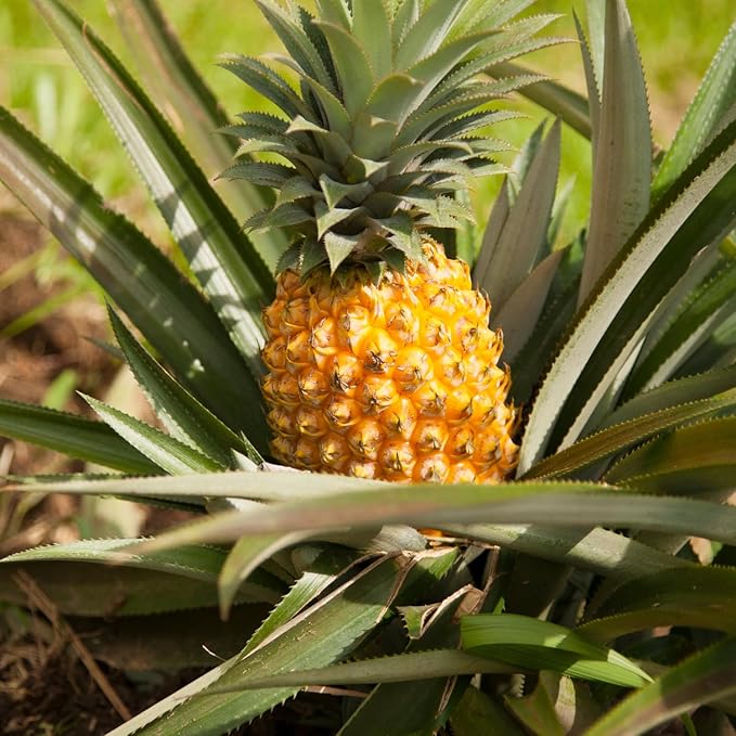 2 Sugarloaf Pineapple Plants Pineapple Plants Live for Planting Sweet Pineapple Starters Plant for Home Garden and Containers