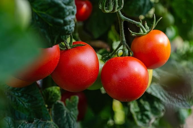 Set of 60 Premium Variety Herbs and Vegetables - Deluxe Garden Choices for Premium Gardening! (60 Premium Seeds)