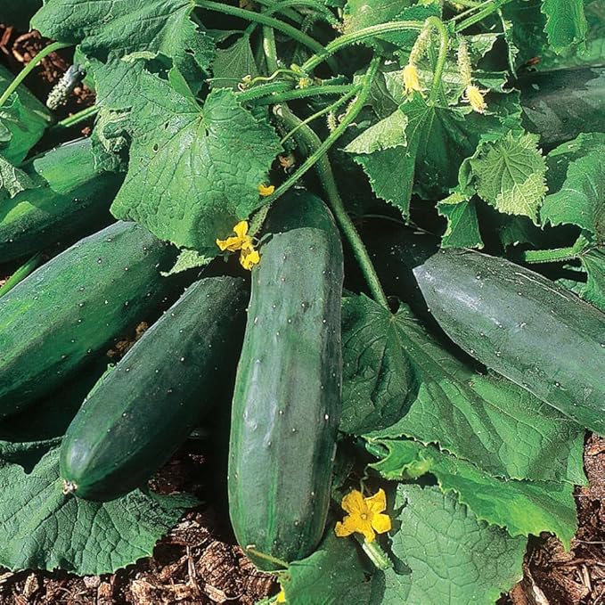 Cucumber Plants Live 6-8 Inches Tall in 4 Inch Pot 2 Plants Per Pot Vegetable Plants for Garden or Containers