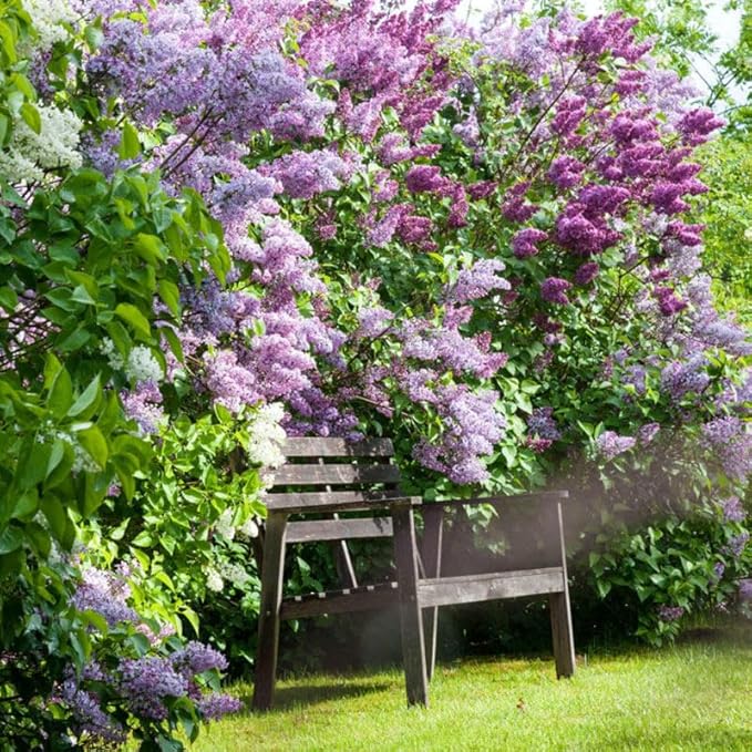 Lilac Tree Lilac Plants Live Ready to Plant 1 to 2 Feet Tall Lilac Shrub Purple Lilac Tree Live Plant