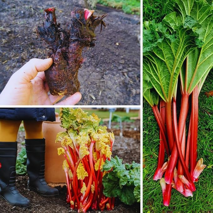 Common Rhubarb Plant Roots Live 5 Large Rhubarb Plants Roots for Planting Vegetable Plant for Gardening Indoor Outdoor