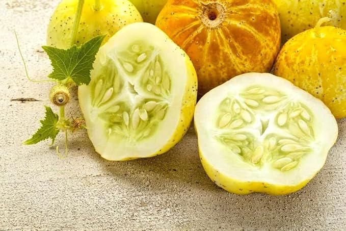 2 Lemon Cucumber Plants Live 4 Inches Pot 3 Inc to 5 Inches in Height Cucumber Starter Plants Cucumber Live Plants
