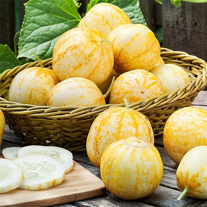 Lemon Cucumber Plants Live 6-8 Inches Tall in 4 Inch Pot 2 Plants Per Pot Vegetable Plants for Garden or Containers