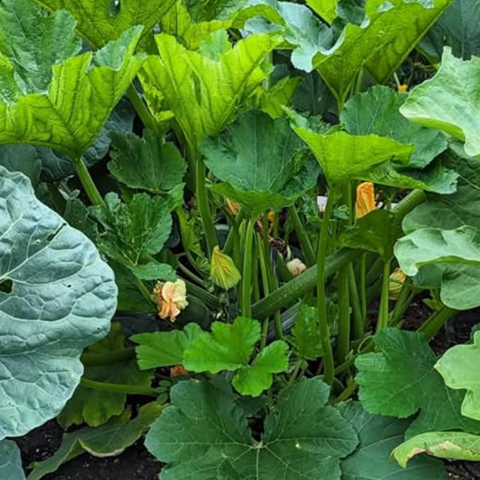 2 Green Zucchini Plants Live 4 Inc Potted Fast Growing Squash Vegetable Garden Plants