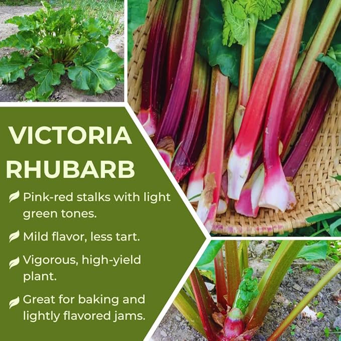 Common Rhubarb Plant Roots Live 5 Large Rhubarb Plants Roots for Planting Vegetable Plant for Gardening Indoor Outdoor