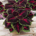 Kong Series Coleus Seeds - Red - 100 Seeds - Ornamental &amp Decorative House &amp Garden Plant Seeds by Mountain Valley