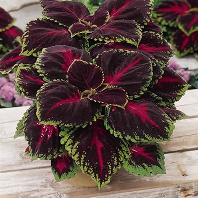 Kong Series Coleus Seeds - Red - 100 Seeds - Ornamental &amp Decorative House &amp Garden Plant Seeds by Mountain Valley