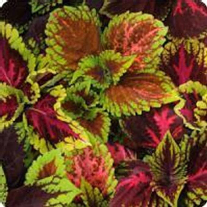 Kong Series Coleus Seeds - Empire Mix - 100 Seeds - Ornamental &amp Decorative House &amp Garden Plant Seeds by Mountain Valley