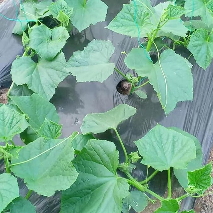 2 Cucumber Plants Live Live Green Cucumber Plants 3 to 5 Inches Tall 4 Inches Pot Cucumber Live Plants Cucumber Starter Plants Growing Outdoor
