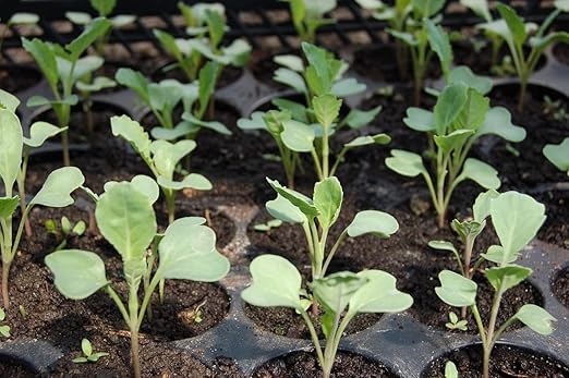 Organic Seedling Fertilizer 1 Gal CDFA Organic Registered. Plant Care Fertilizer for Vegetable Gardens Like Tomato Cucumber Beans Carrots and All Other Plants