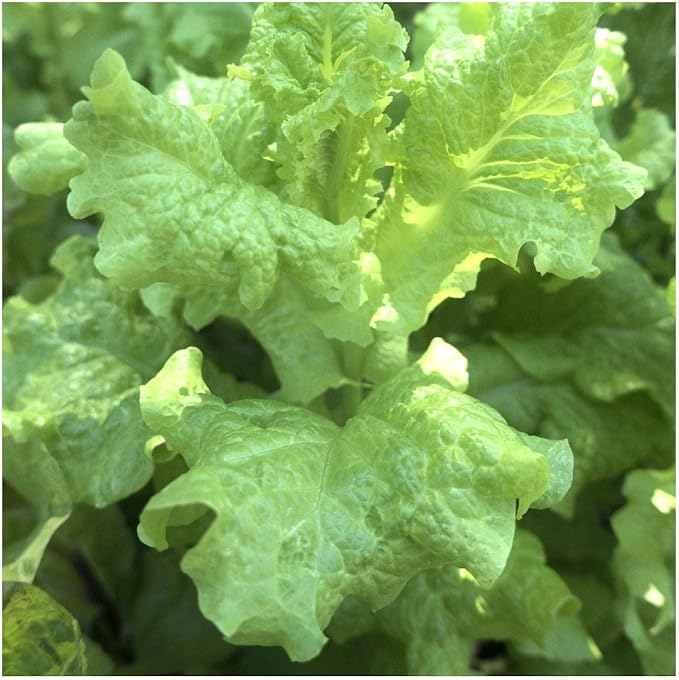 Everwilde Farms - 1/4 Lb Organic Black Seeded Simpson Leaf Lettuce Seeds - Gold Vault