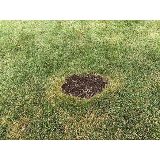 GRASS RAPID POD S/S 15PK