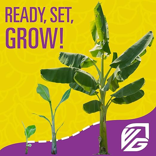 Wellspring Gardens Banana Fuel Fertilizer - Water-Soluble 15-5-30 Blend - Banana Plant Fertilizer - Plant Food - Formula for Banana Trees &amp Plants - Grow Healthy and Happy Plants (1 Pound)