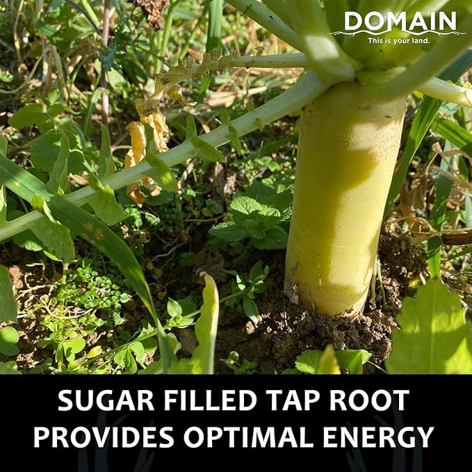 Domain Outdoor Illicit Food Plot Seed Fast Growing Variety of Deer Radish Perfect Seed for Spring Summer or Fall Leafy Greens Sugar-Filled Tap Root Up to 8 Tons of Forage Per Acre 1/2 Acre