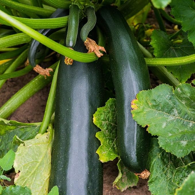 TomorrowSeeds - Black Beauty Zucchini Seeds - 1/2 Pound ~ 1700+ Count - for 2026 Planting AAS Winner Dark Green Summer Squash Courgette Bush Garden Vegetable Fresh Grow Your Own Home Farm Patio