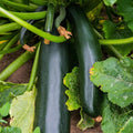 TomorrowSeeds - Black Beauty Zucchini Seeds - 1/2 Pound ~ 1700+ Count - for 2026 Planting AAS Winner Dark Green Summer Squash Courgette Bush Garden Vegetable Fresh Grow Your Own Home Farm Patio