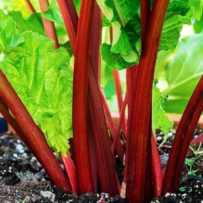 XXL Victoria Rhubarb Crown - Perennial High Yielding Rhubarb Crown Ready to Plant | Perfect for Home Gardeners - Easy to Grow and Low Maintenance (2 Pack)