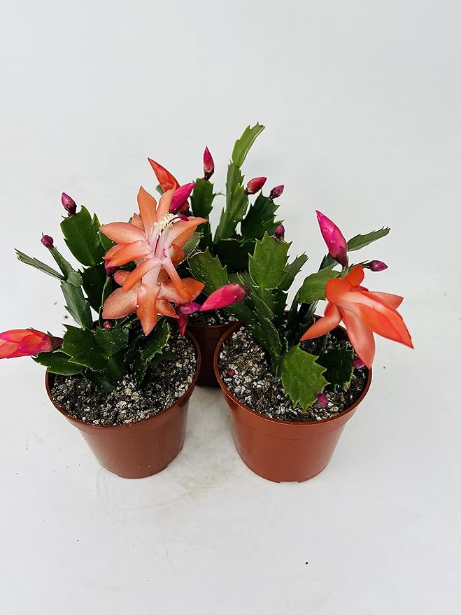 Three Christmas Cactus Red Bloom- 4 Pot- Zygocactus Plants