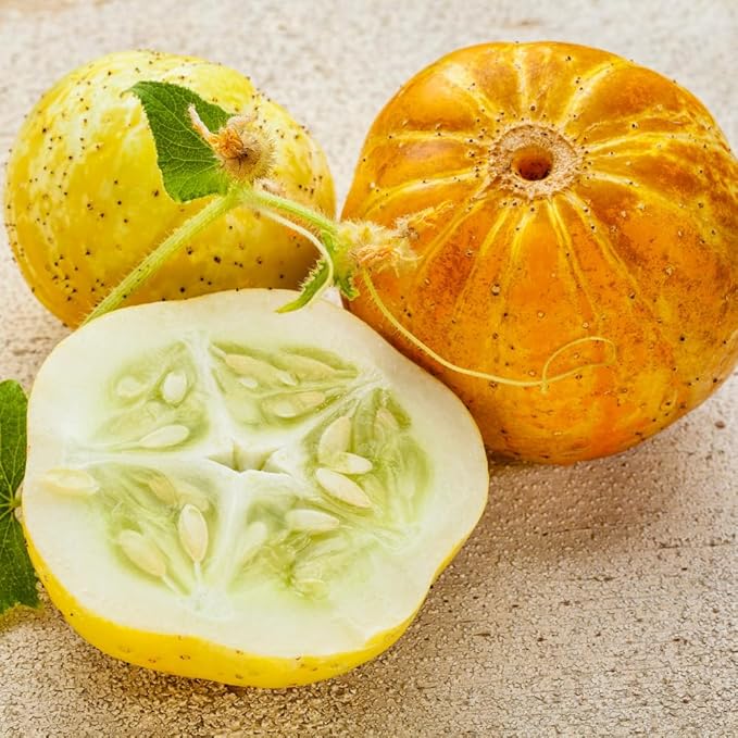 2 Lemon Cucumber Plants Live 4-6 Tall Live Yellow Cucumber Plants Potted 4 Inches Pot Vegetable Plants for Outdoor Garden Planting
