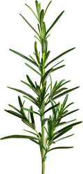 edn SmallGarden Rosemary SeedPods - 10 Pack