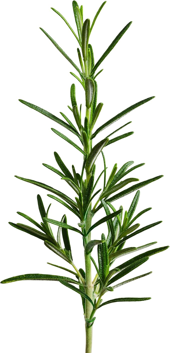 edn SmallGarden Rosemary SeedPods - 10 Pack