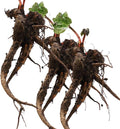 Common Rhubarb Plant Roots Live 5 Large Rhubarb Plants Roots for Planting Vegetable Plant for Gardening Indoor Outdoor