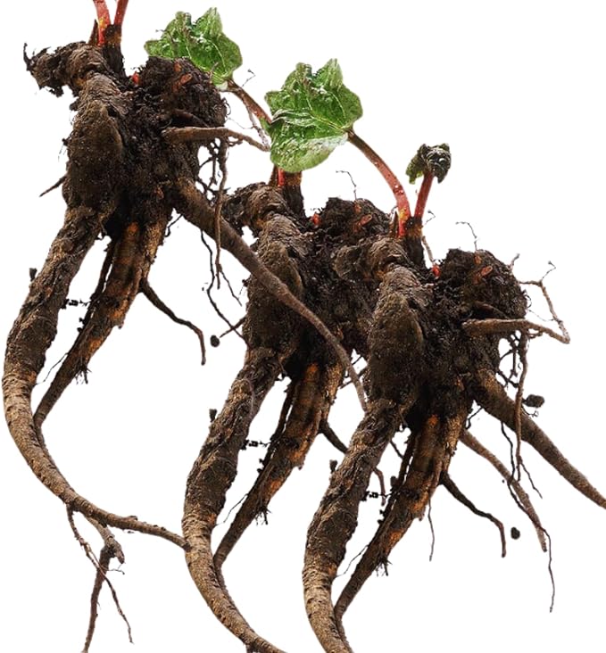 Common Rhubarb Plant Roots Live 5 Large Rhubarb Plants Roots for Planting Vegetable Plant for Gardening Indoor Outdoor