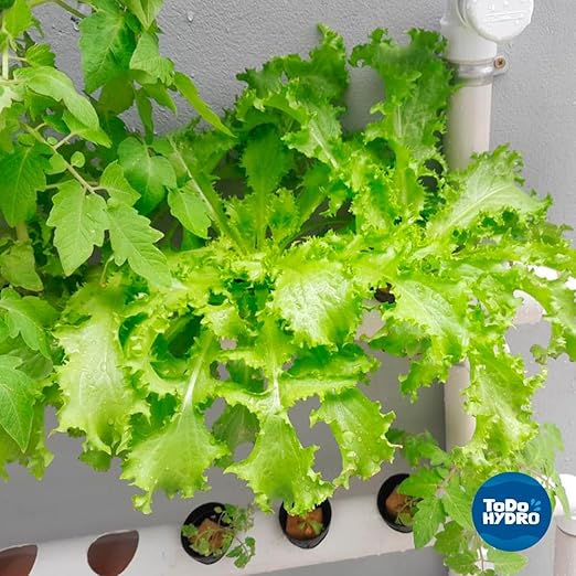 ToDo Hydro Macrobionic and Microbionic Solid Nutrient Solution Big Yields (Yield 320 gal)