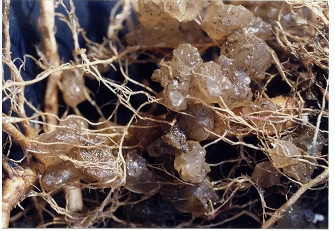 Soil Moist JCD-TP5 Transplant 5-Pound Pail