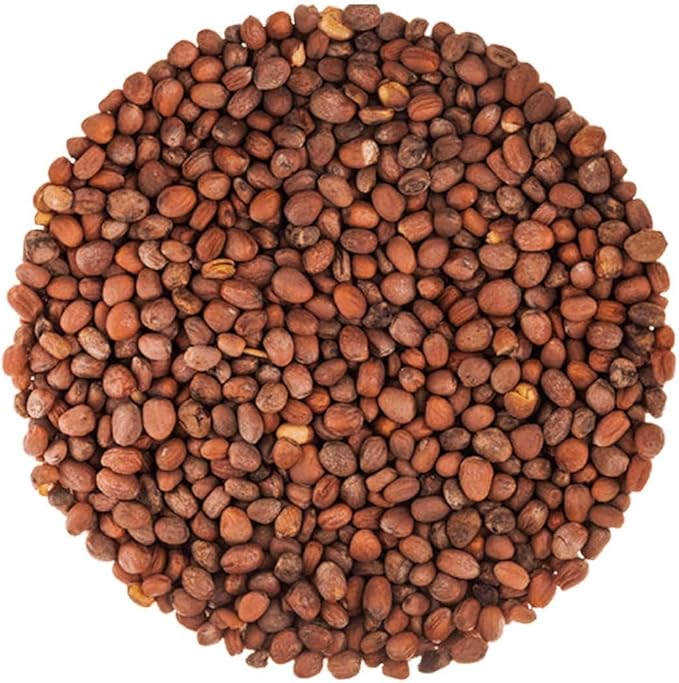 Food to Live - Organic Radish Seeds for Sprouting 3 Pounds Non-GMO Edible Seeds Pure Vegan Kosher Bulk. Spicy Flavor. Rich in Vitamin C. High Germitation Rate.
