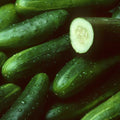 Sweet Success Hybrid Cucumber GardenSeeds - 1000 Seeds - Non-GMO Vegetable Gardening Seed by Mountain Valley Seed