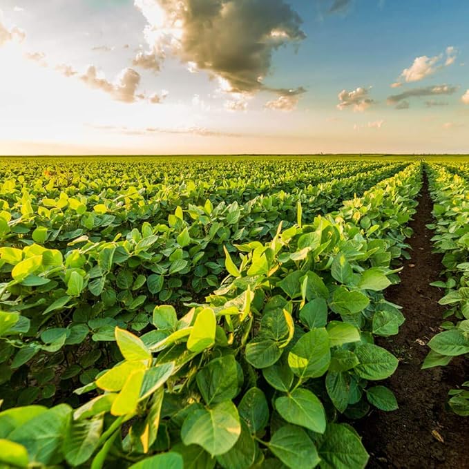 Outsidepride Soybean Seeds - 25 lbs High-Protein &amp High Yield Heirloom Variety Soy Beans Ideal for Oil Processing Forage Animal Food Plots &amp Wildlife Feed for Poultry &amp Other Farm Anim