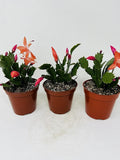 Three Christmas Cactus Red Bloom- 4 Pot- Zygocactus Plants
