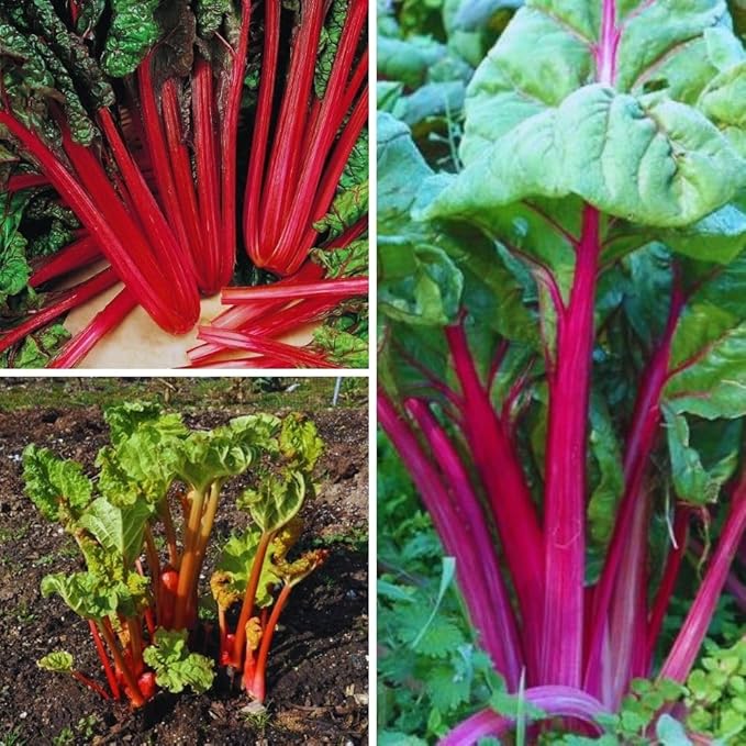 Red Rhubarb Plant for Planting Rhubarb Bare Roots 4 to 6 Inc in Height Perennial Vegetable Plant Zone 3 to 8