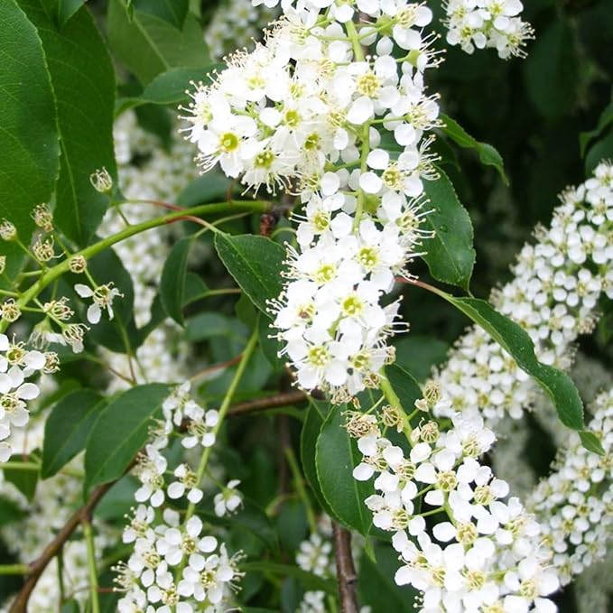 2 Black Cherry Trees Live Plants Sweet Cherry Plants Live Fruit Tree Bareroots Dormant 12-18 Inch Height Wild Black Cherry Seedling for Planting Home Garden