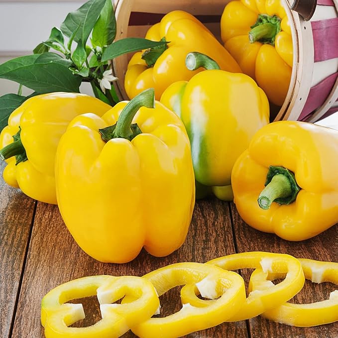 Bonnie Plants Yellow Bell Pepper Live Vegetable Plants - 4 Pack Non-Gmo 2 - 3' Plants 4.5 x 4 Pepper Size