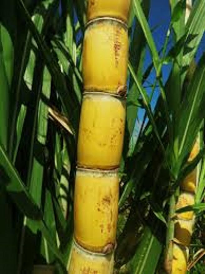 Perennial Sugarcane Root Stock Organic 4 Germinated Healthy Tropical Plants Green/Yellow